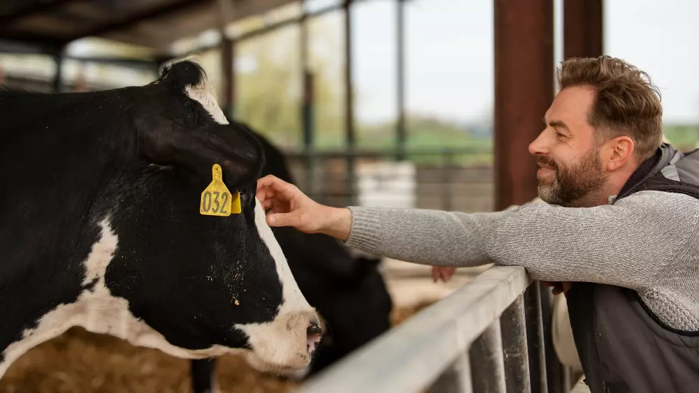 5 Motivos para utilizar brincos de identificação em bovinos