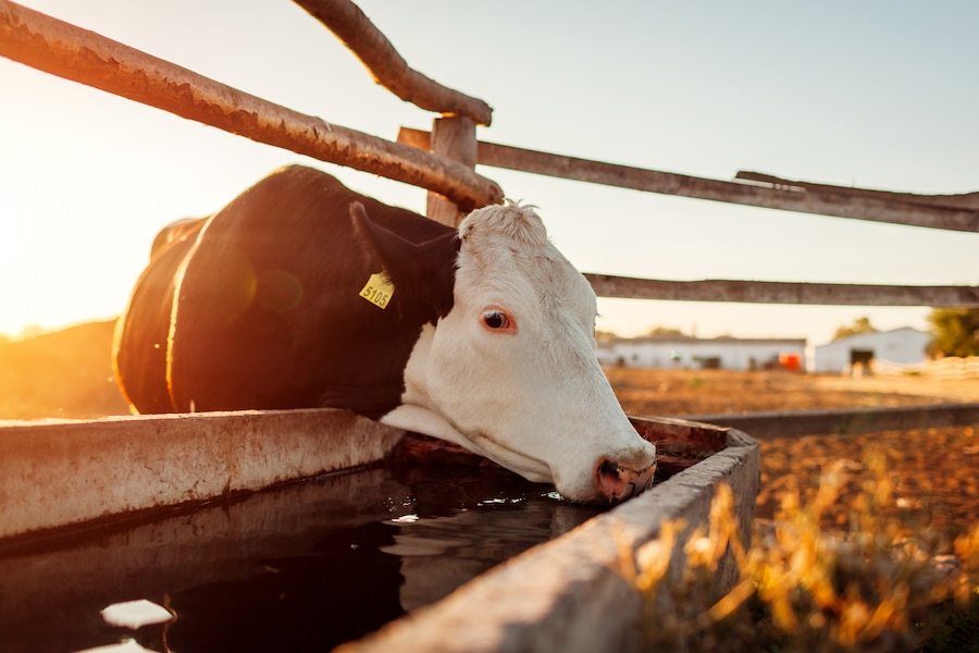 Bebedouro para gado: garantindo a hidratação e bem-estar do rebanho