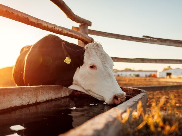Bebedouro para gado: garantindo a hidratação e bem-estar do rebanho