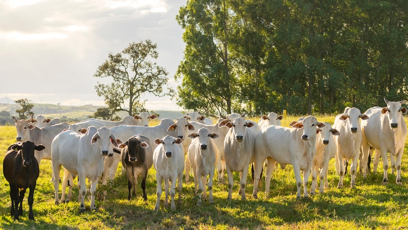 Facilidade e precisão na marcação do gado com os tatuadores bovinos