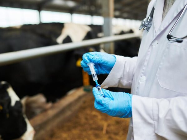 Vacinando bovinos com segurança e praticidade: conheça os melhores vacinadores