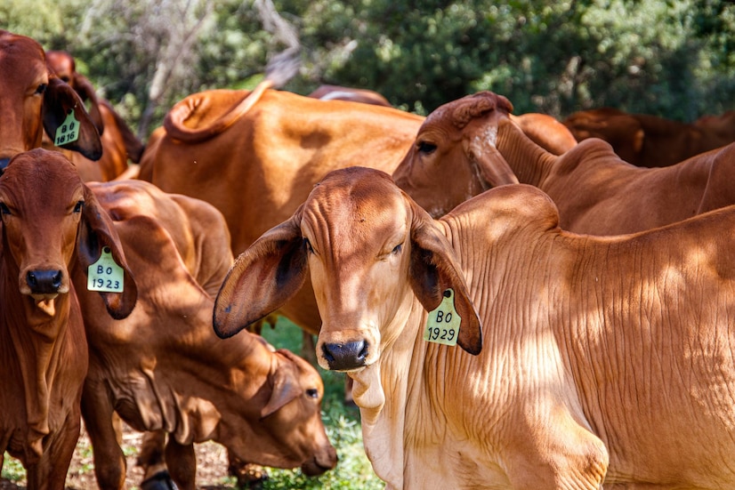 4 vantagens do uso de brincos grandes em bovinos adultos