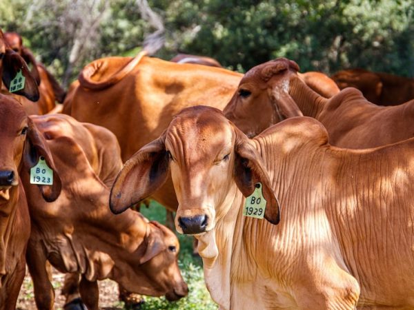 4 vantagens do uso de brincos grandes em bovinos adultos