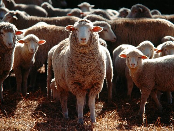 Saiba por que o brinco para ovinos é essencial na pecuária