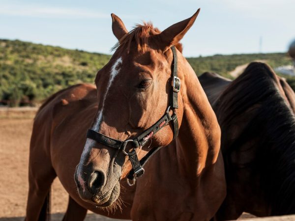 Como a raspadeira de pelo de cavalo melhora a saúde do seu animal?