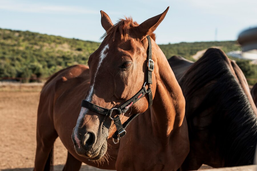 Como a raspadeira de pelo de cavalo melhora a saúde do seu animal?