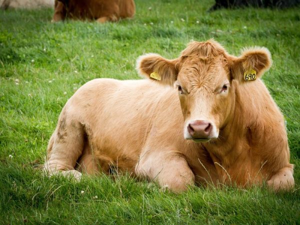 Brincos de identificação: como otimizar o manejo do seu gado?