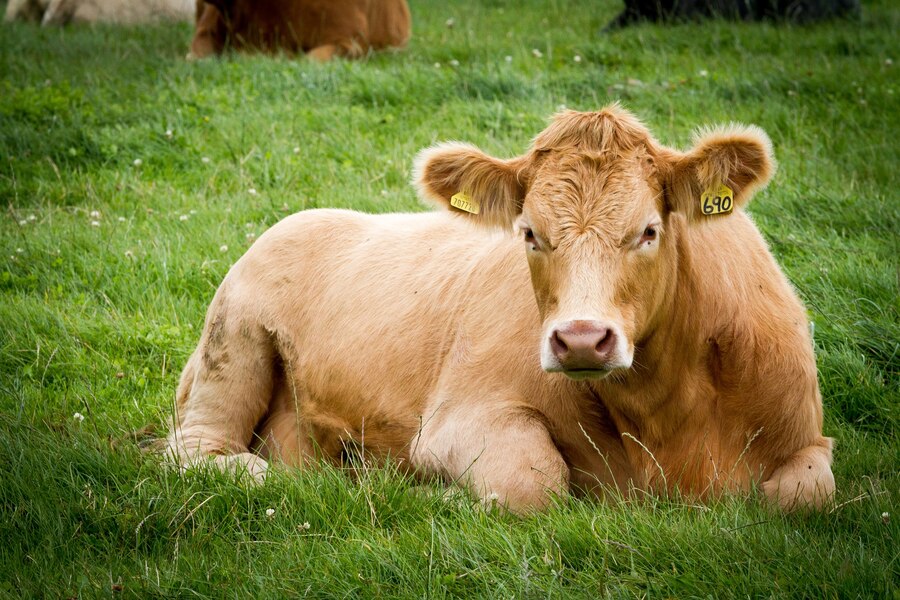 Brincos de identificação: como otimizar o manejo do seu gado?