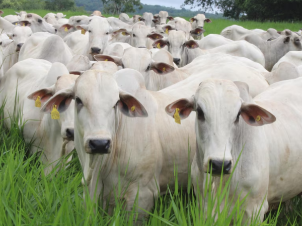 Qual a melhor abordagem para aplicação de brinco bovino?