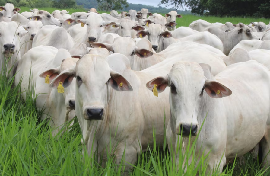 Qual a melhor abordagem para aplicação de brinco bovino?