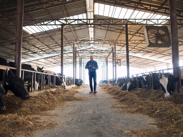 Por que investir em climatizador industrial para galpão pecuário?